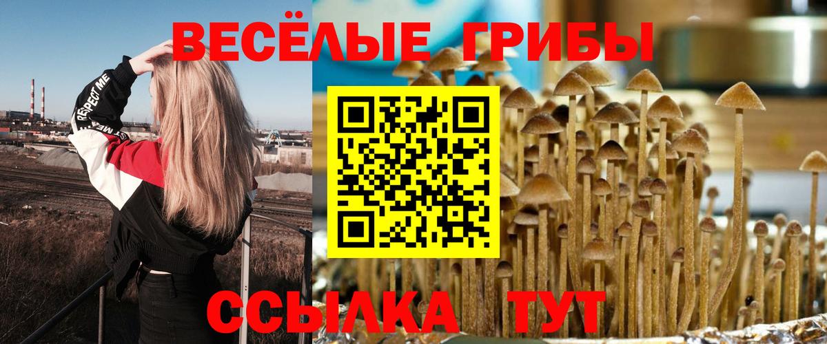 Грозный  Галлюциногенные грибы Psilocybe  Вход с VPN 